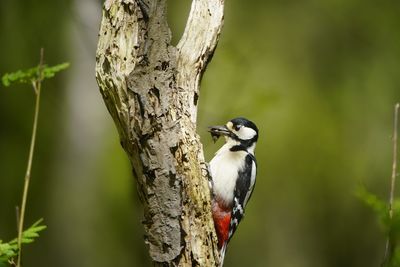 Close-up of bird perching on tree trunk