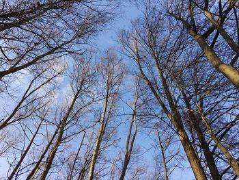 Low angle view of trees against sky