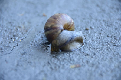Close-up of snail on sand