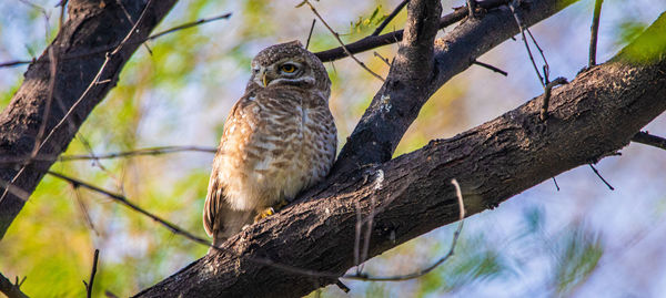 Spotted owlet