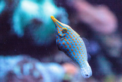 Close-up of fish swimming in tank at aquarium