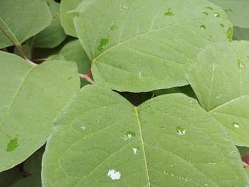 Close-up of wet leaves