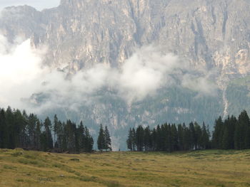 Panoramic shot of pine trees against sky