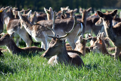 Donkey grazing on field