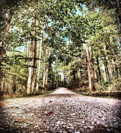 Road amidst trees in forest