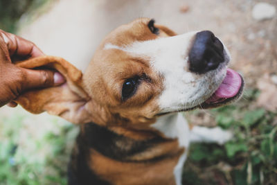 Close-up of hand holding dog