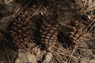 Close up of leaves