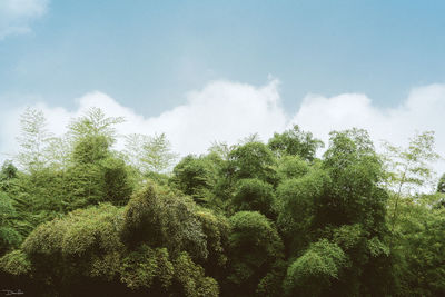 Low angle view of trees against cloudy sky