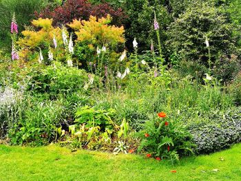 Plants and trees in grass