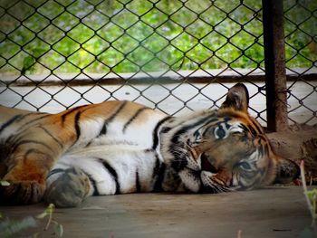 Close-up of cat lying down outdoors