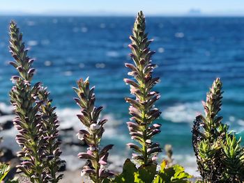 Close-up of succulent plant in sea