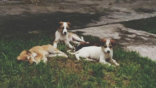 Dogs on field