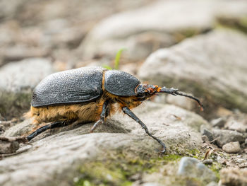 Close-up of insect on rock