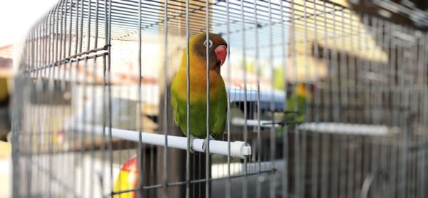 Close-up of bird in cage