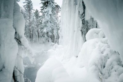 Panoramic shot of trees on snow covered landscape