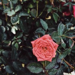 Close-up of coral rose blooming outdoors