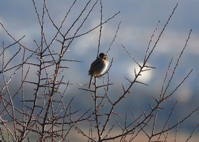 Low angle view of a reed bunting bird perching on branch