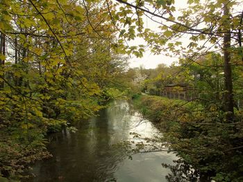 River amidst trees in forest against sky
