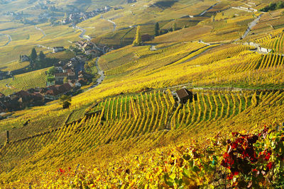 High angle view of agricultural field