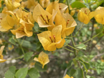 Close-up of yellow flowering plant