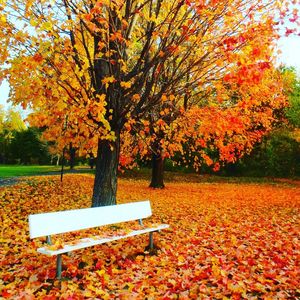 Empty bench in park during autumn