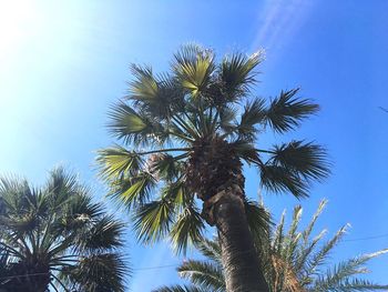 Low angle view of palm tree against blue sky