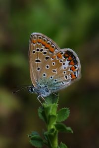 Close-up of butterfly pollinating flower