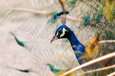 Close-up of peacock