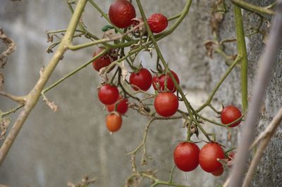 Close-up of cherry tomatoes on tree