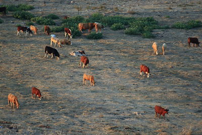 High angle view of cows on field