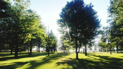 Trees in park