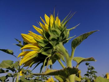 Close-up of yellow flowering plant against blue sky