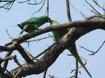 Low angle view of parrot perching on tree against clear sky