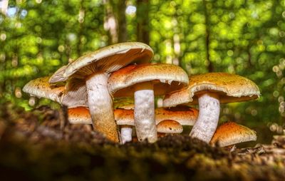 Close-up of mushrooms growing on tree trunk