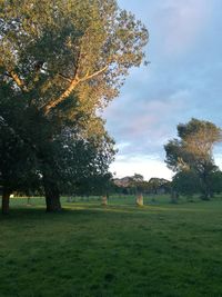 Trees on field against sky