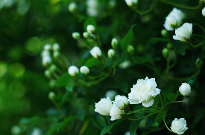 Close-up of white flowering plant