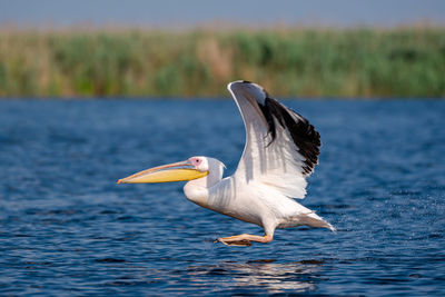Bird flying over sea