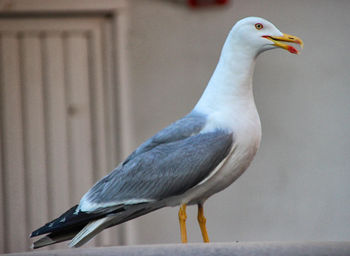 Close-up of seagull perching