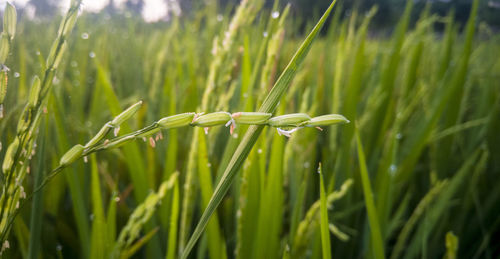 Close-up of crops growing on field