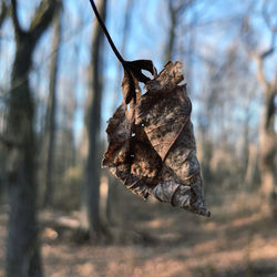 Close-up of one dry leaf on tree branch