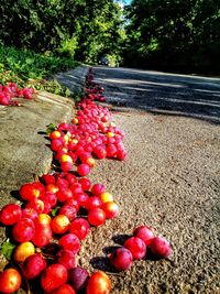 Close-up of road