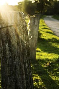 Close-up of tree trunk