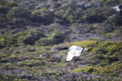 View of bird flying