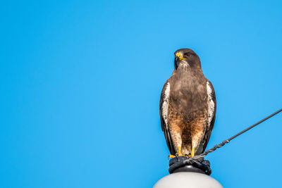 Low angle view of owl perching against clear blue sky