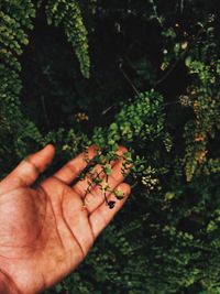 Close-up of cropped hand holding plant