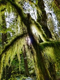 Low angle view of tree in forest