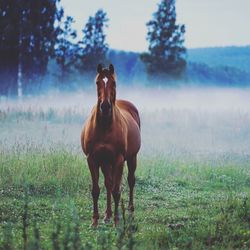 Horse standing on field against trees