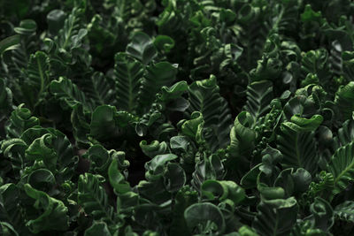 Full frame shot of green plants