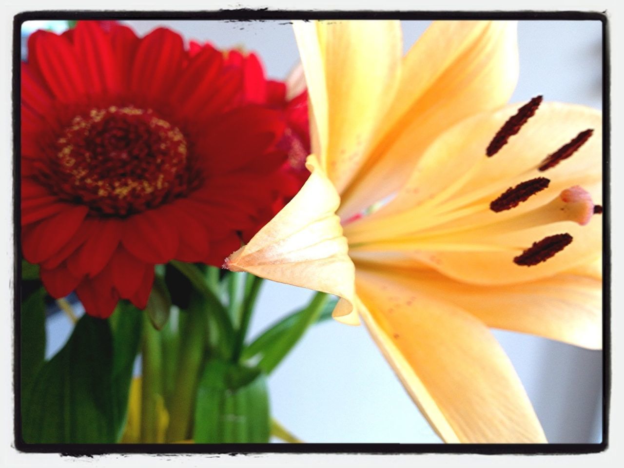 flower, transfer print, freshness, petal, flower head, fragility, auto post production filter, growth, beauty in nature, close-up, red, nature, single flower, pollen, stamen, blooming, low angle view, orange color, plant, focus on foreground