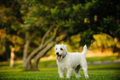 Dog standing on grassy field at park